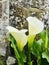 Calla lilys with old stone wall background.