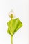 Calla palustris - Water Arum