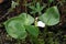 Calla palustris. Water arum in Yamal swamp
