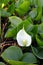 Calla palustris. White flower Water arum in summer closeup