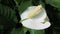 Calla plant Calla palustris white flower