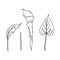 Calla set of contour drawings.Calla flower and leaves.Black and white image.Beautiful flowers.Flowers for the wedding.Vector