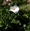 Calla white flower