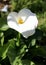 Calla white flower