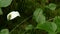 Calla white flower close-up