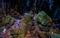 Callao cave interior view of 3rd chamber with stalactites and stalagmites formations