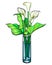 Callas. Bouquet in a glass vase - vector full color illustration. Callas are flowers and leaves in a straight cylindrical vase. Wh