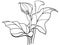 Callas flowers with leaves. Bouquet. White callas. Lilies. Line drawing for coloring