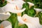 Callas with leafs at the garden