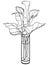 Callas in a vase. Calla, lily with leaves. Flowers in a glass vase. Bouquet. Line drawing. For coloring.