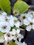 Callery pear, Pyrus calleryana