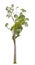 Callerya atropurpurea Benth Tree.(Millettia atropurpurea (Wall.