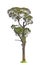 Callerya atropurpurea Benth Tree.(Millettia atropurpurea (Wall.