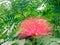 Calliandra