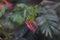 Calliandra calothyrsus (also known as Anneslea acapulcensis Britton) with buds and open flowers.