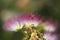 Calliandra emarginata ï¼ˆPink Powder Puff