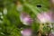 Calliandra emarginata ï¼ˆPink Powder Puff