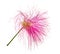 Calliandra eriophylla, pink fairy duster, mimosaide