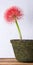 Calliandra flower, commonly known as powder puff lily, vibrant bloom on a cement pot