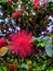 Calliandra flowers that are blooming are pink like feathers