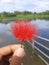 Calliandra grandiflora flowers just like red hair