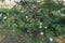 Calliandra haematocephala (powder-puff, powder puff plant, and fairy duster) white flowers