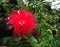 Calliandra haematocephala, Red Powder Puff, hairy circle flower