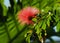 Calliandra Haematocephala Or Red Powder Puff Tree