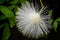 Calliandra haematocephala -White Powder Puff Plant