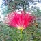 Calliandra harrisii flowers