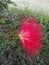 Calliandra harrisii flowers