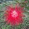 Calliandra harrisii flowers