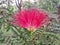 Calliandra harrisii flowers