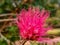 Calliandra harrisii nice looking image india