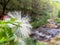 Calliandra harrisii plant with white blooming flowers, green leaves, and river background with clear flowing water and rocks