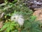 Calliandra harrisii plant with white blooming flowers, green leaves, and river background with clear flowing water and rocks