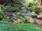 Calliandra harrisii plant with white unopened flower seeds, green leaves, and river background with clear flowing water and rocks