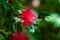 Calliandra harrisii is a species of flowering plants of the genus Calliandra in the family Fabaceae.