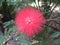Calliandra surinamensis or Red Head Powder Puff flower.