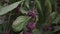 Callicarpa Americana \'Beautyberry\' In Mild Breeze Reelfoot Lake State Park 4K