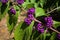 Callicarpa Americana in bright sun. It is a genus of shrubs and small trees in the family Lamiaceae.