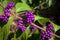 Callicarpa Americana in bright sun. It is a genus of shrubs and small trees in the family Lamiaceae.