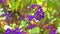 Callicarpa beautyberry Callicarpa bodinieri purple fruits on a small ornamental shrub in the garden