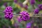 Callicarpa berries