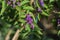 Callicarpa dichotoma berries