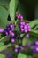 Callicarpa dichotoma berries