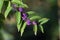 Callicarpa dichotoma berries