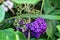 Callicarpa is a genus of shrubs and small trees in the family lamiaceae.