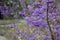 Callicarpa Giraldii with violet fruits