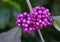 Callicarpa japonica or Japanese beautyberry branch with leaves and  large cluster purple berries.